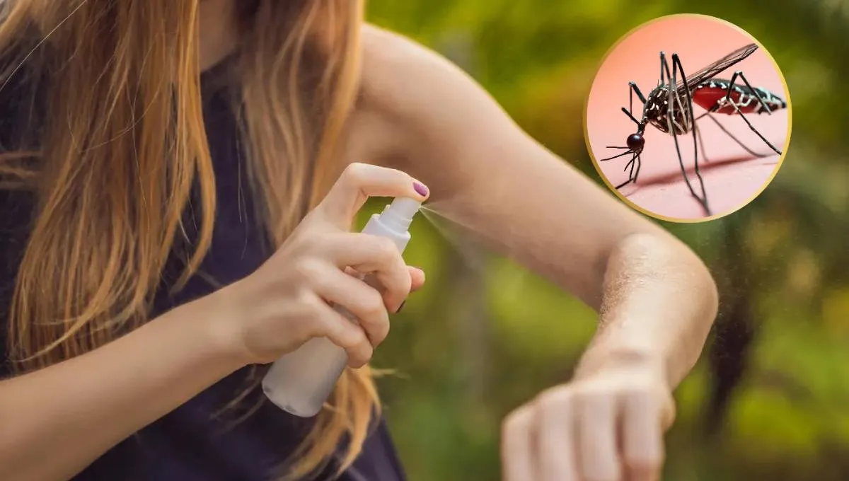 dengue pff.webp dengue pff.webp