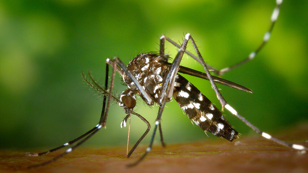 dengue.jpg dengue.jpg