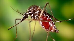 EL MINISTERIO DE SALUD REFUERZA LA VIGILANCIA Y LAS ACCIONES DE CONTROL FRENTE AL DENGUE Y CHIKUNGUNYA