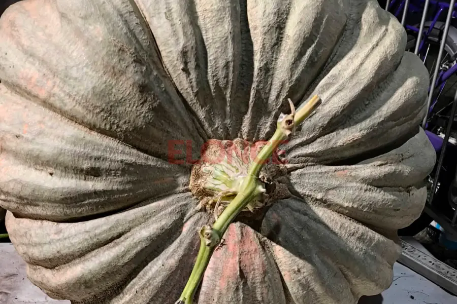 ORGULLO ENTRERRIANO: COSECHÓ UN ZAPALLO GIGANTE DE MÁS DE 135 KILOS.