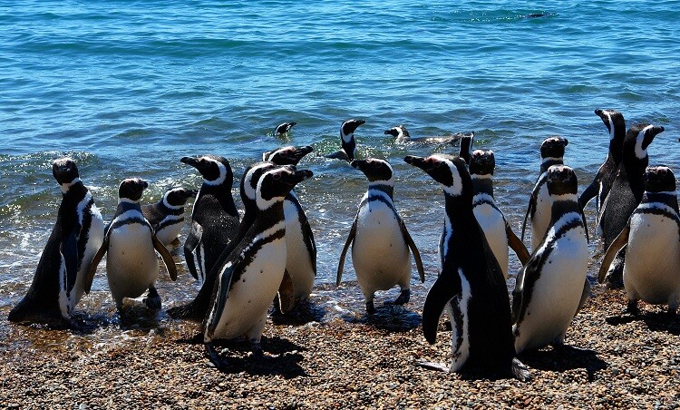 Juicio en Chubut por la muerte de pingüinos de Magallanes que despierta interés internacional