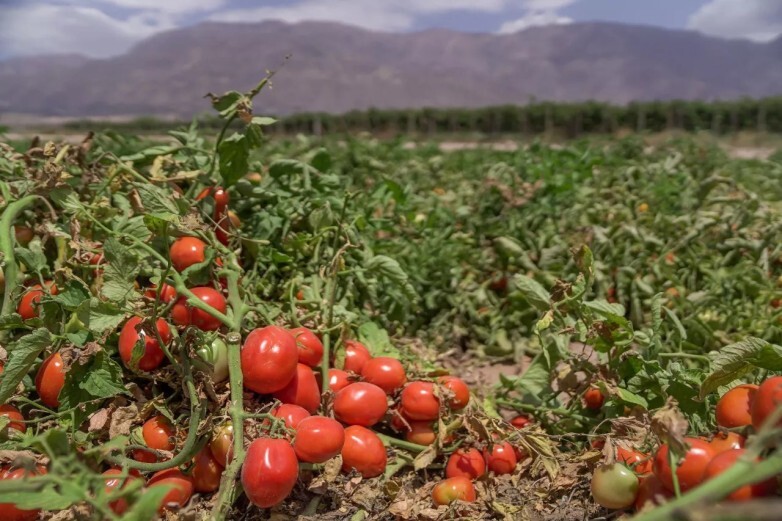 Habilitan créditos para productores afectados por contingencias climáticas
