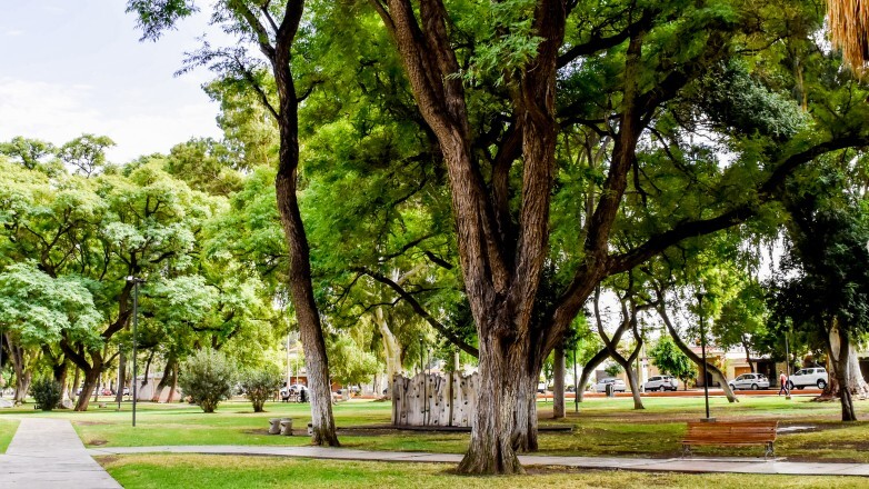 En el Día del Árbol se plantarán 109 especies en el Parque Belgrano