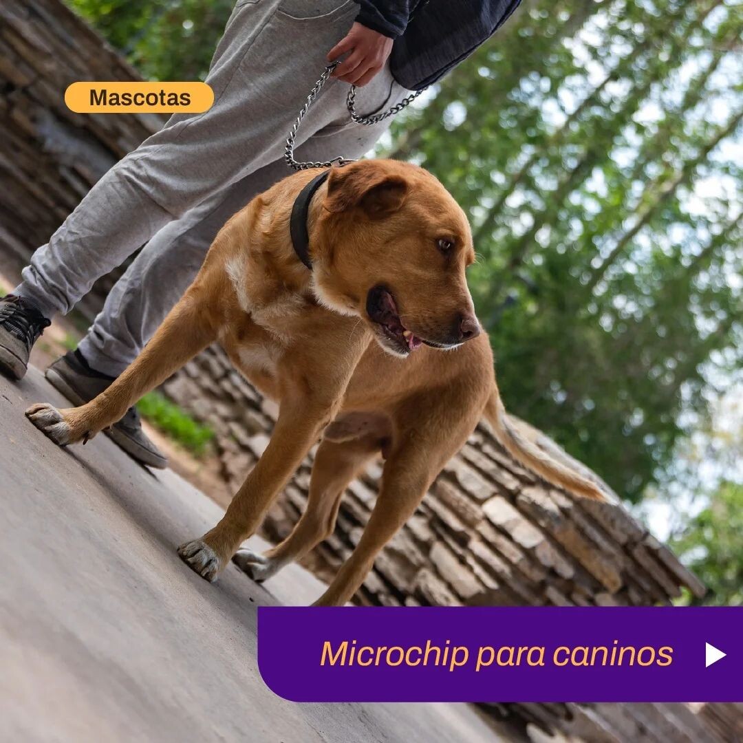 El municipio de la ciudad de San Juan realizara un nuevo operativo de colocación de Microchip para caninos