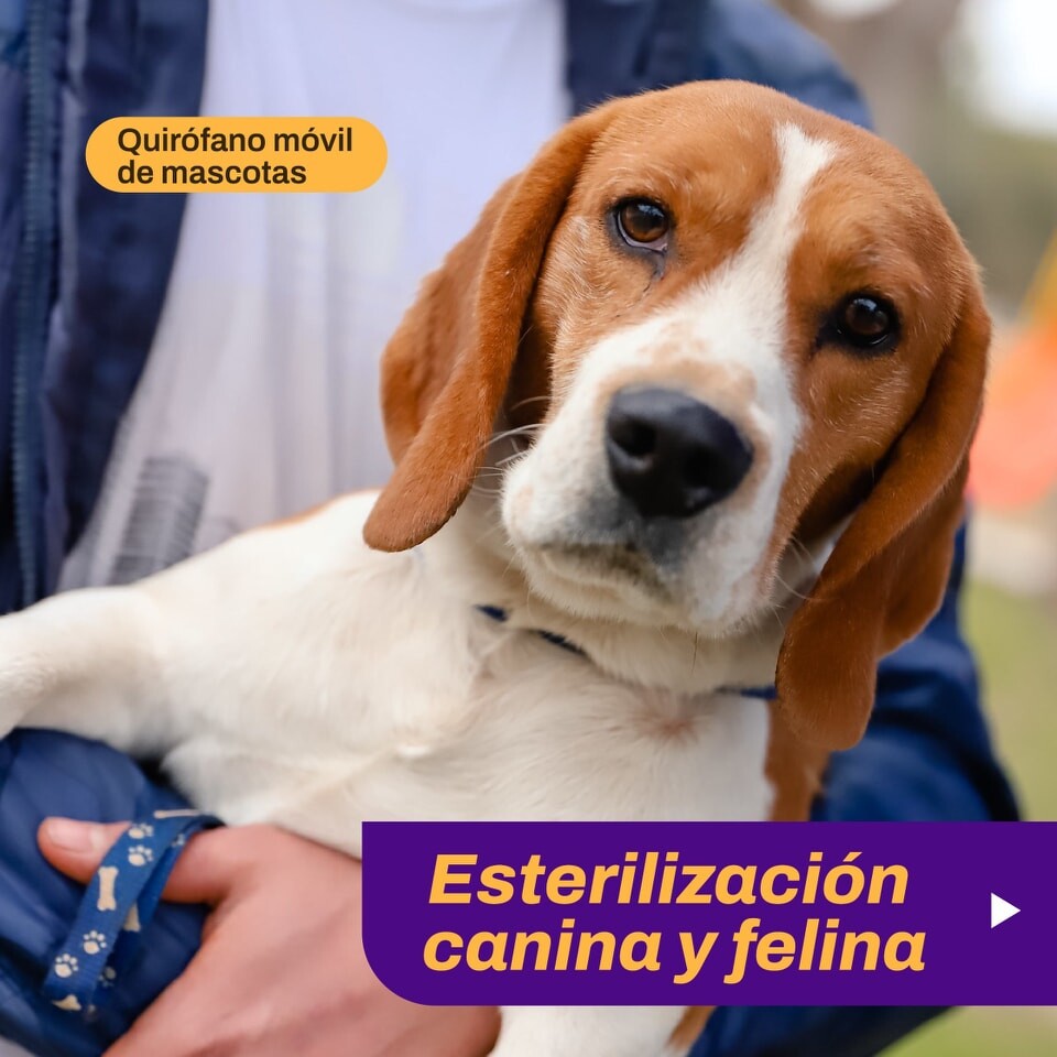 El municipio de la ciudad de San Juan continúa con la esterilización de mascotas en Trinidad esta semana