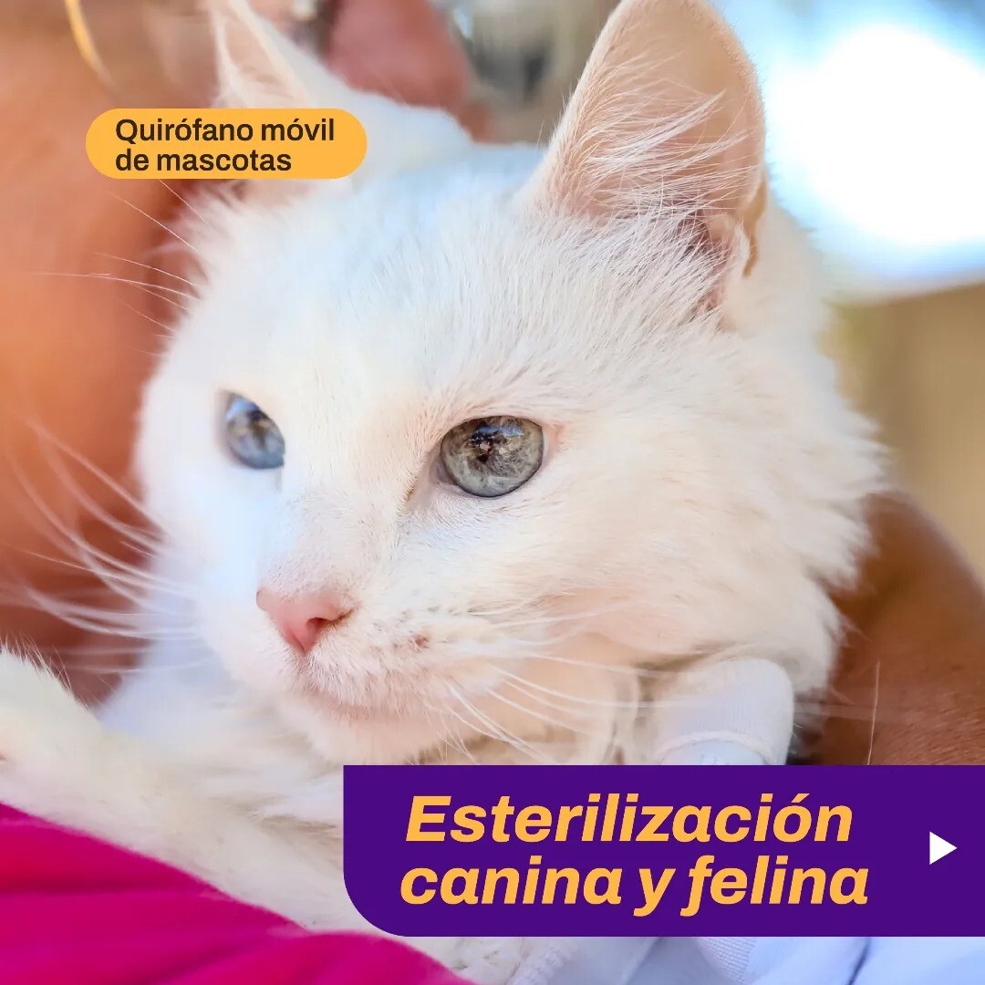El municipio de la ciudad de San Juan presenta nuevas fechas de esterilización canina y felina para esta semana.