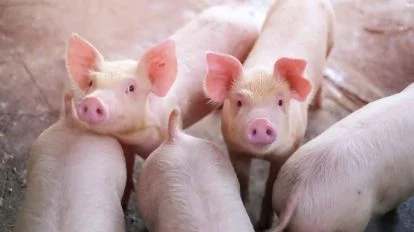 La importación de carne de cerdo creció un 400%