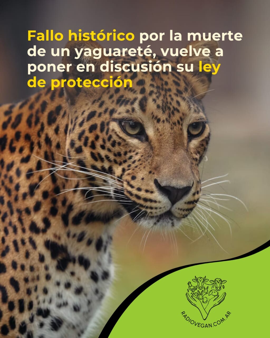 FALLO HISTÓRICO POR LA MUERTE DE UN YAGUARETÉ