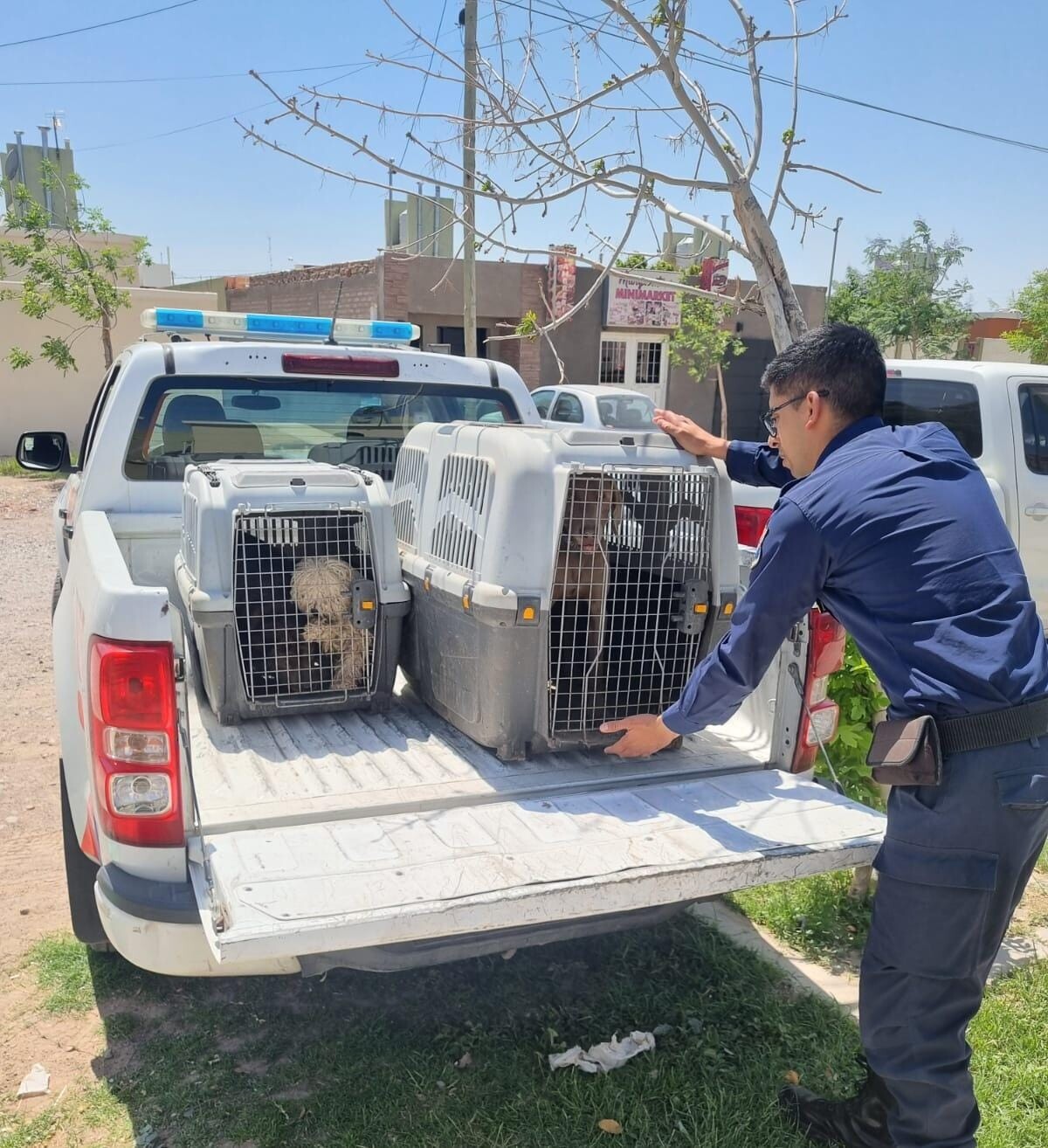 La División Policía Ecológica: pilar en la protección de la fauna y el bienestar animal