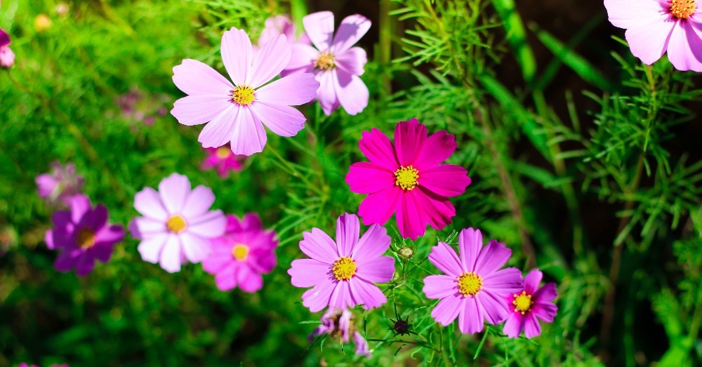 flores-verano-jardin.jpg flores-verano-jardin.jpg