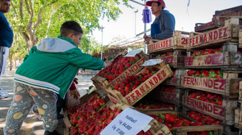 fr.jpg Moreno: Se celebra la Semana de la Frutilla con productores locales y precios accesibles