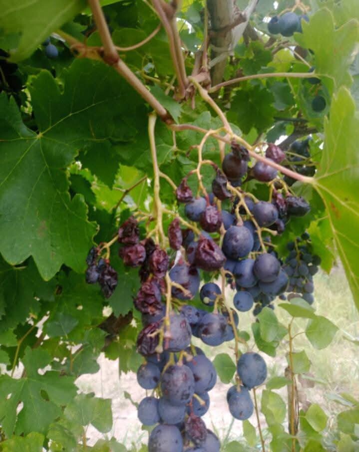 frutas2.jpg