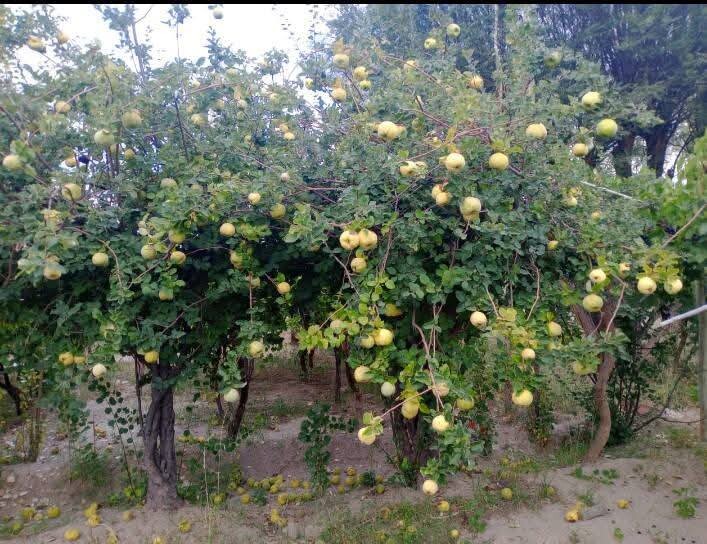 frutas3.jpg