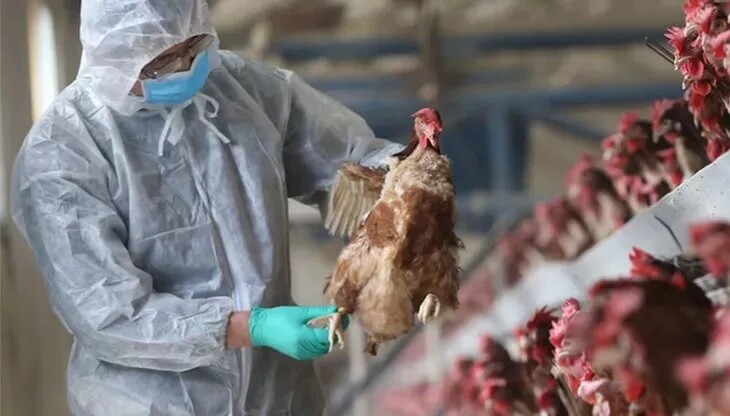 g.jpg Senasa confirmó un nuevo caso de gripe aviar y pidió que los productores refuercen las medidas sanitarias
