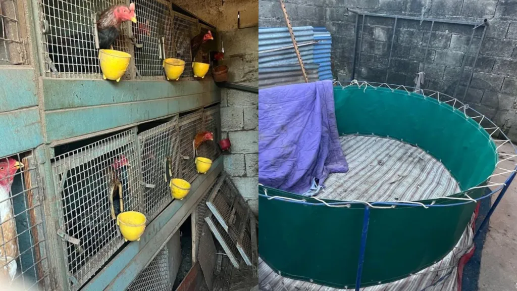 gallos-de-rina-ring-de-pelea.webp Desbaratan pelea con gallos de riña en Santa Fe: rescataron 26 ejemplares y secuestraron un ring