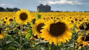 girasol-00.jpg girasol-00.jpg