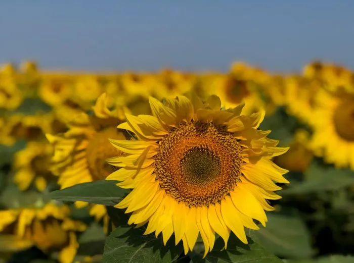Girasol: el cultivo estrella de la campaña 2025/26 que se sigue expandiendo