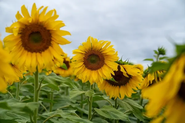 El cultivo que se volvió estrella en el campo argentino: «Todavía tiene muchísimo para crecer”, destacan en la previa a una cumbre que se realizará en Trenque Lauquen