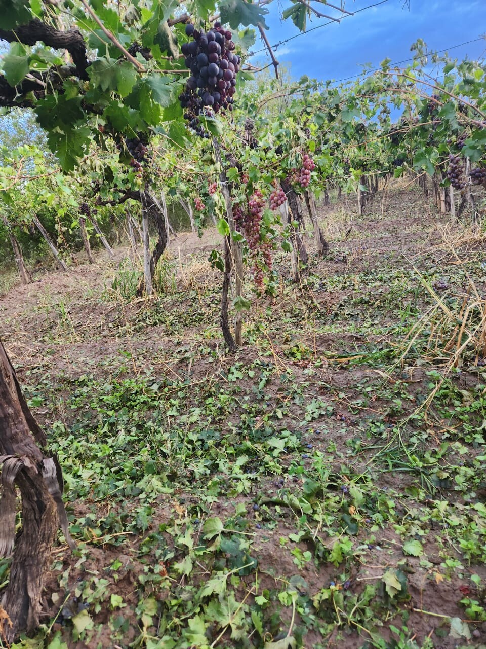 Reunión de productores de Pocito y Rawson afectados por el granizo