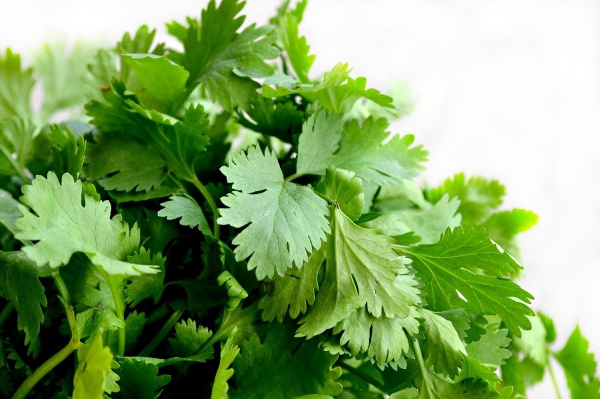 hojas-de-cilantro-fresxo.jpg hojas-de-cilantro-fresxo.jpg