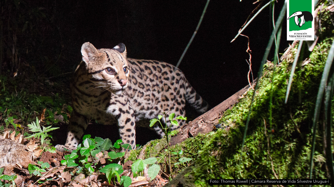 Huellita, la ocelote más longeva del mundo vive en Misiones