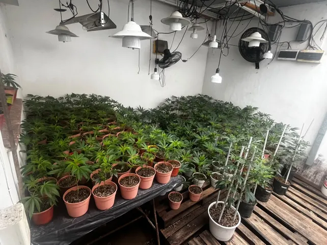 Apagaron un incendio en el norte de la ciudad y descubrieron un vivero de marihuana