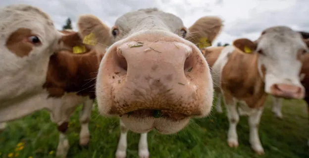 La comunicación de los animales