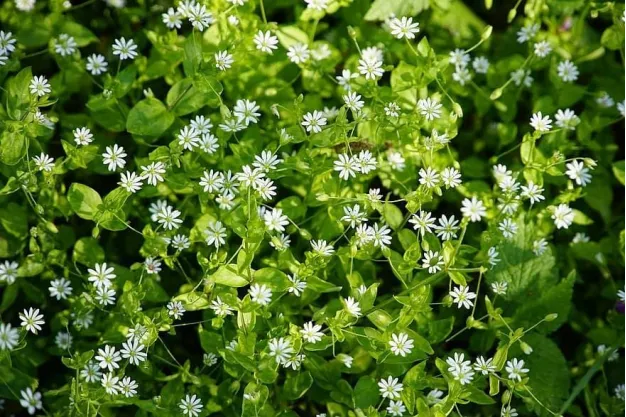 Las plantas, ¿se comunican?