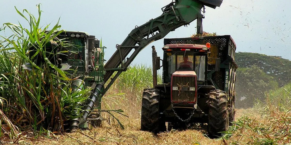 Grandes expectativas por la zafra azucarera