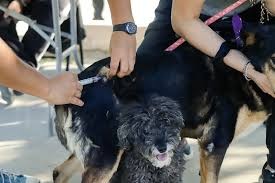 La Ciudad de San Juan realiza una nueva campaña de vacunación antirrábica canina y felina