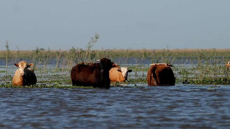 Buscan proteger 700 mil cabezas ante la crecida del Paraná