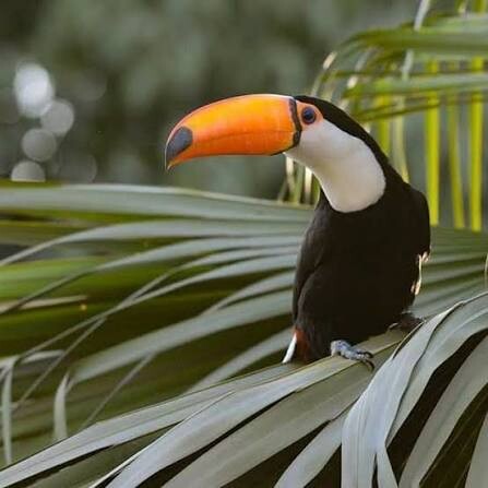 Orán se suma al October Big Day 2026 para celebrar la observación de aves