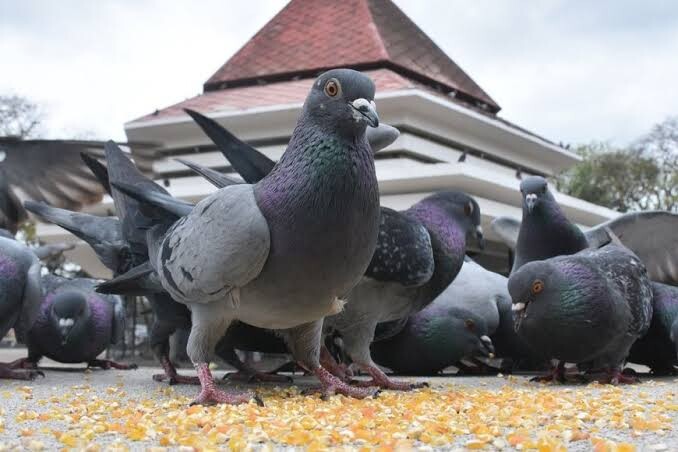 Proponen crear palomares ecológicos para controlar la población de aves y otras grandes ciudades