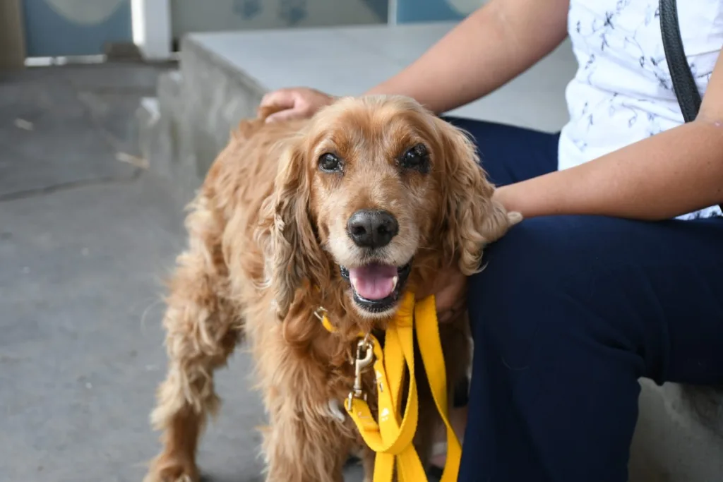 El hospital de Salud Animal realizó 31 atenciones en la guardia de Navidad