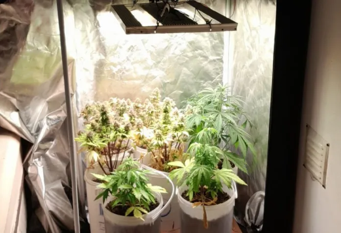 invernadero-marihuana.webp Allanaron un invernadero de marihuana en un pueblo de Entre Ríos