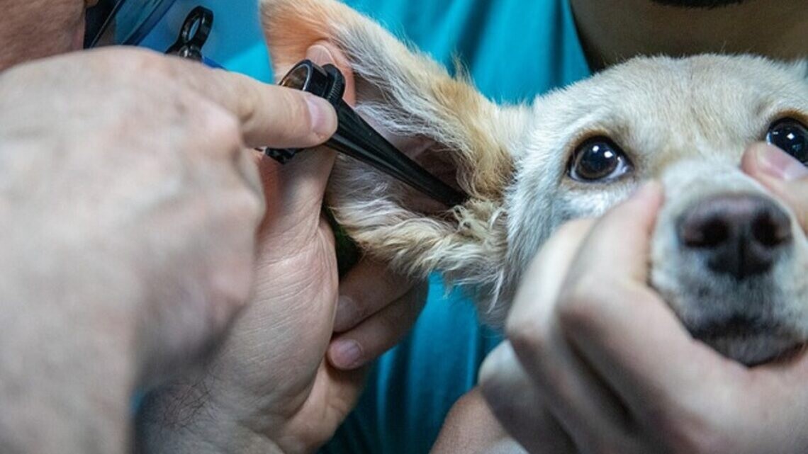 jj.jpg Veterinarias truchas en Córdoba: más de 1.100 productos secuestrados y locales clausurados