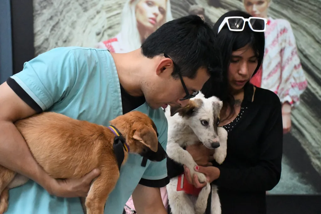Este viernes 24 habrá una nueva jornada de adopción en el Alto Noa Shopping