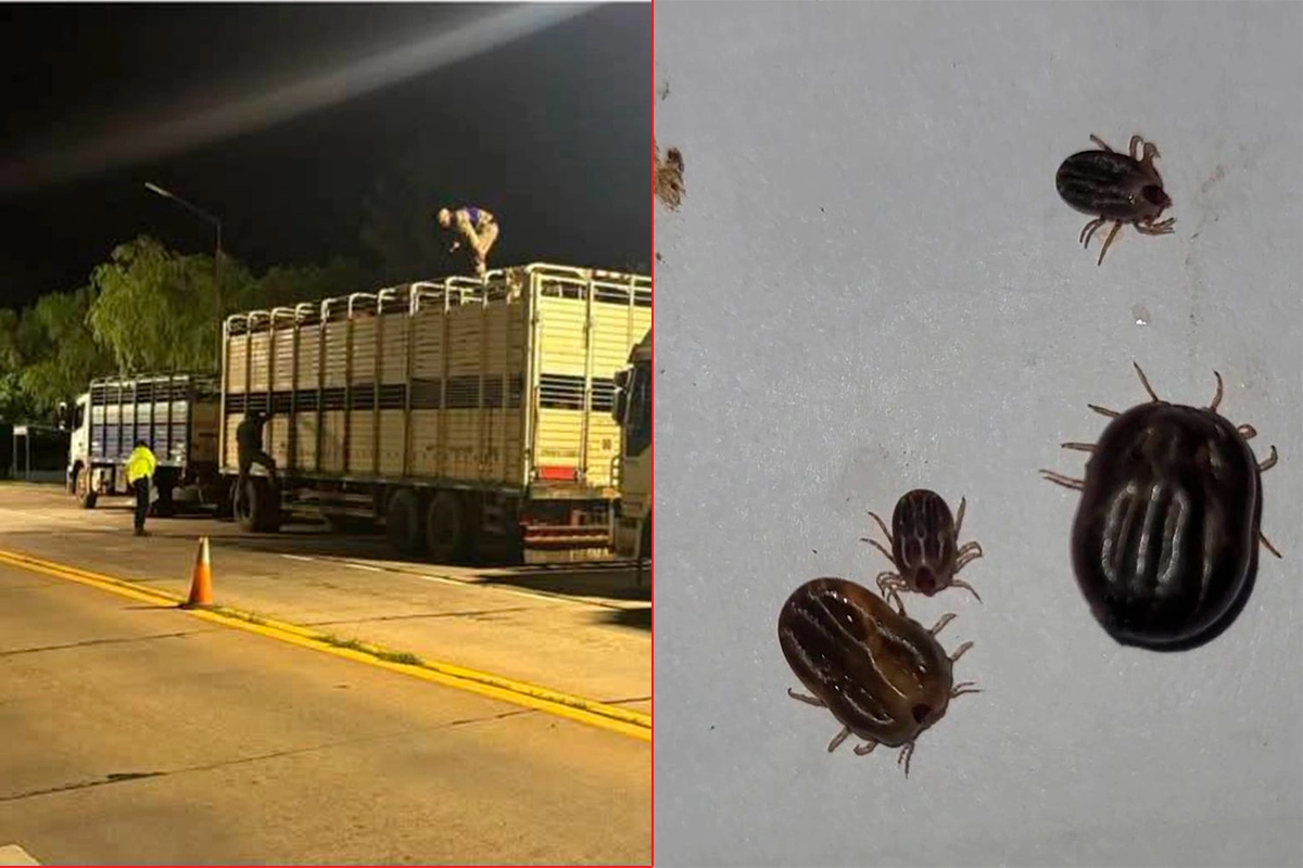 l_1743683356_9868.webp Detectaron, nuevamente, la presencia de garrapatas en el traslado de hacienda sobre ruta 127