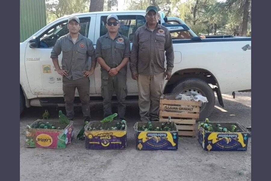 Tráfico ilegal de fauna: rescatan loros habladores en Monte Quemado