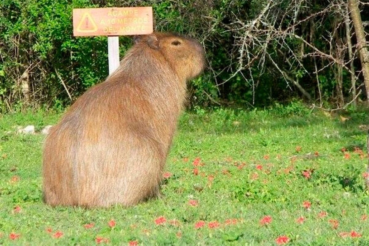 l_224307-804-CARPINCHO.jpg El plan de esterilización de carpinchos en Nordelta que genera controversia