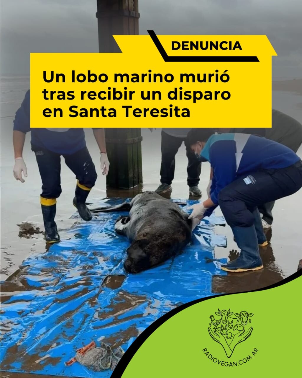 MATAN DE UN DISPARO A UN LOBO MARINO