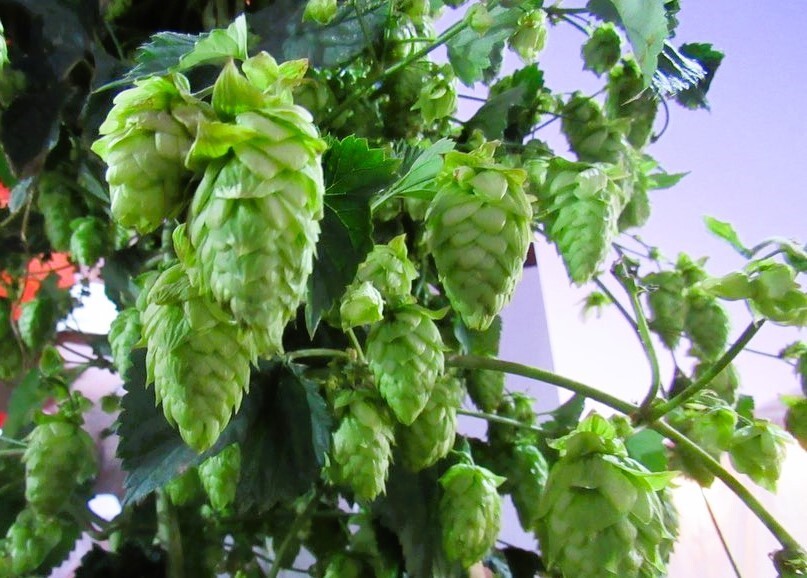 El Bolsón: la Fiesta Nacional del Lúpulo celebra su 48ª edición en el marco del Centenario