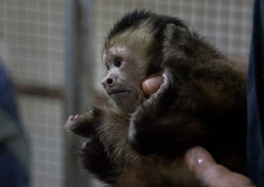macaco.jpg La historia de los monos que vivían en el subsuelo del Cemic