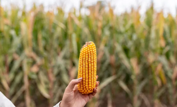 El maíz vuelve a ser protagonista del sistema productivo argentino y hay una empresa que apuesta fuerte con tecnología para la siembra