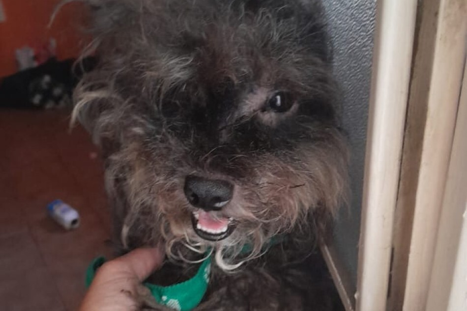 Crueldad animal: rescataron un perro abandonado en una casa