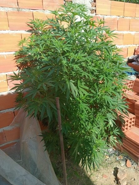 marihuana.jpeg Marihuana gigante en Corrientes y no era para el Arbolito de Navidad