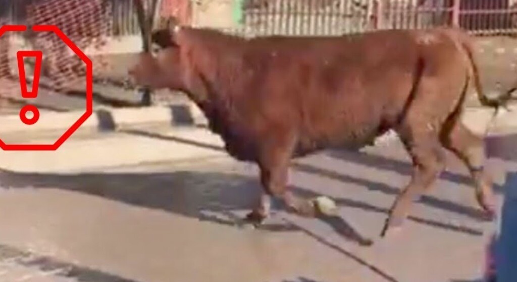 Un TORO “Mañero” embistió y produjo la muerte de una mujer de 66 años en la ciudad de Vera.