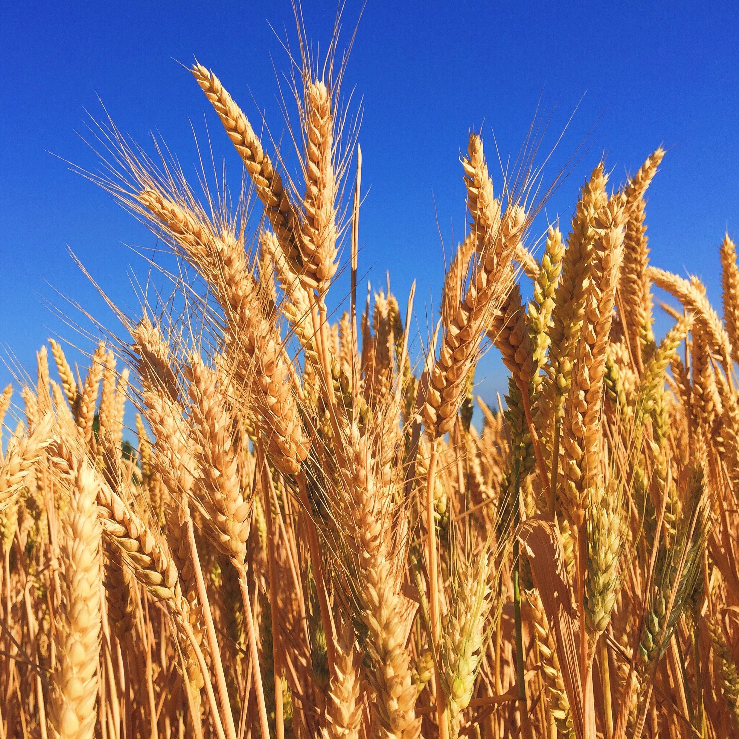INFO RURAL: UNA BUENA PARA EL CAMPO. SUPERCOSECHA DE TRIGO
