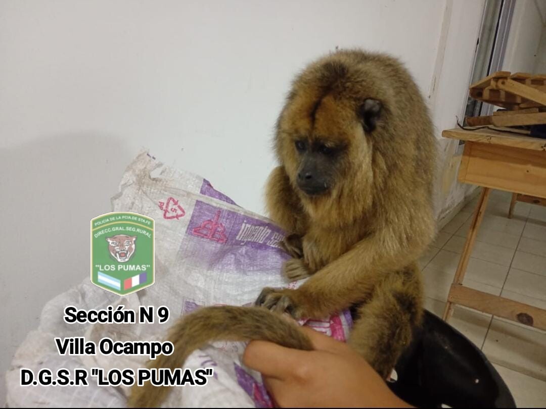 mono caraya.jpeg Personal de la Guardia Rural “Los Pumas” de Villa Ocampo, Desplegaron Tareas Para Rescatar A Un Mono Carayá