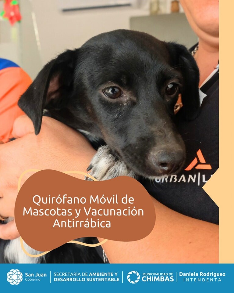 Durante dos semanas estar el Quirófano Móvil para la esterilización de mascotas en Chimbas.